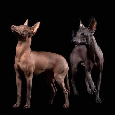 El Xoloitzcuintli: Eine Reise durch die Unterwelt mit dem mexikanischen Hundertier!